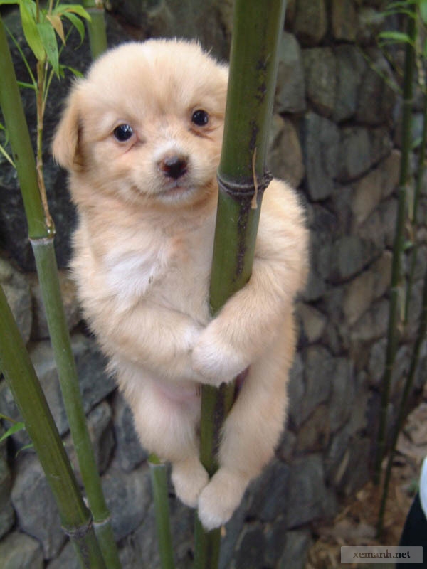 fun_animals22.jpg