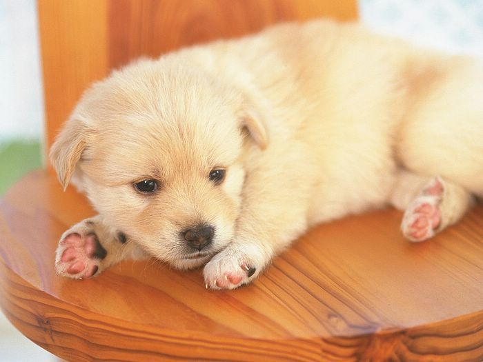 lovely_Puppy_wallpaper_da237065f_wa.jpg