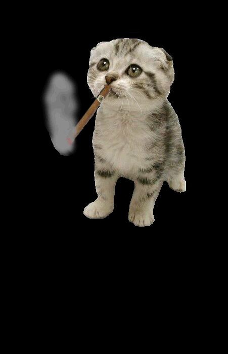 smoking_kitty.jpg