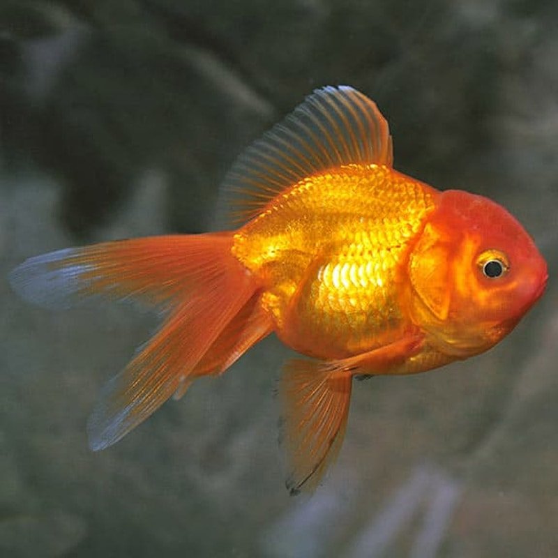 ca-ba-duoi-4.jpg