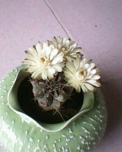 IMG0002A.jpg