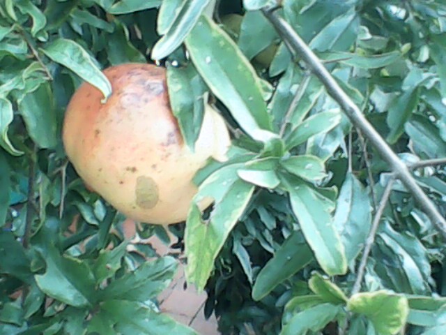 IMG0045A.jpg