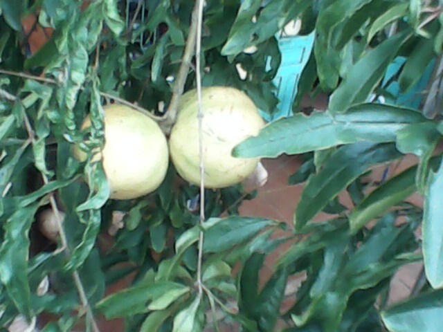 IMG0046A.jpg