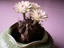 IMG0004A - Copy.jpg