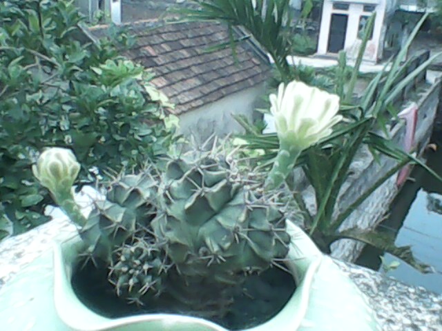 IMG0110A.jpg