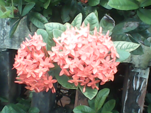 IMG0103A.jpg