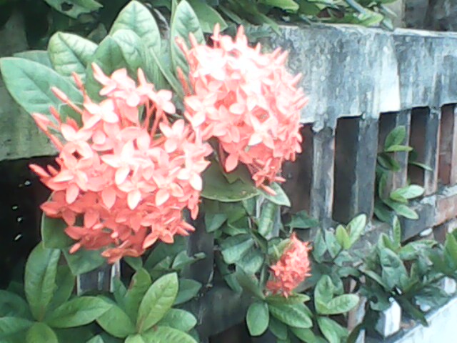 IMG0104A.jpg