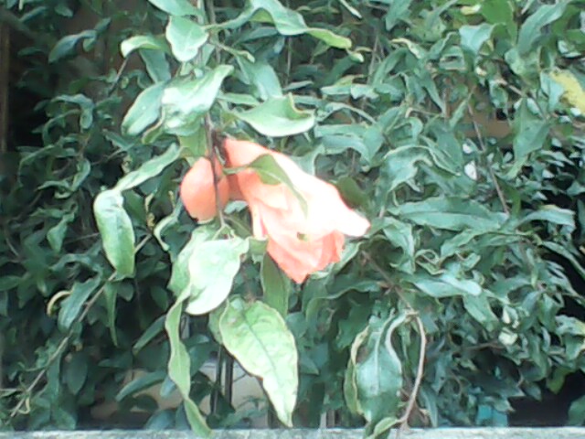 IMG0105A.jpg