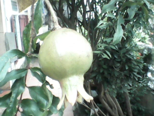 IMG0106A.jpg