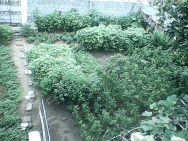 IMG0112A.jpg