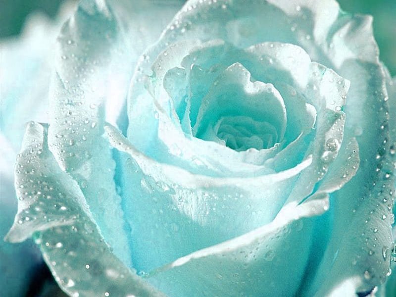 HD-wallpaper-flower-white-rose-for-you-jpg-aquawhite-petals-dewdrops-romantic.jpg