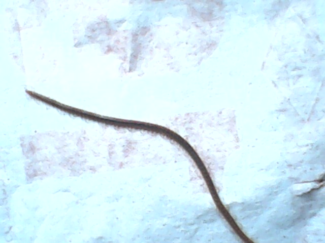 IMG0125A.jpg