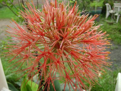 hồng tú cầu