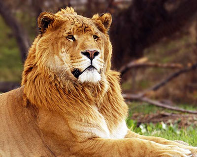 20913366-images1974477_Liger.jpg