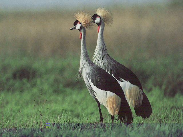 CRANES.JPG