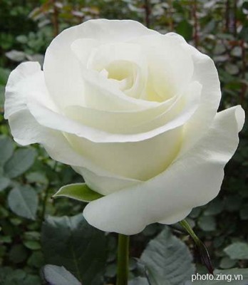 Hong trang.jpg