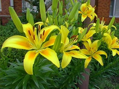 hoa hue tay2.jpg
