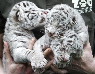 NewbornTigerasR.JPG