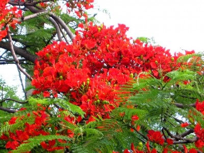 Hoa phuong.jpg