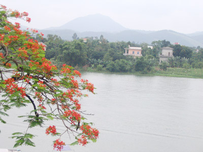 Hoa phuong2.jpg