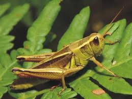 GRASSHOPPER.jpg