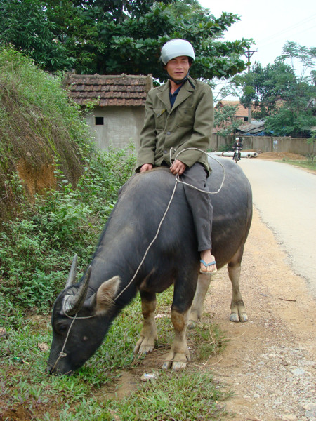 Con trâu.jpg