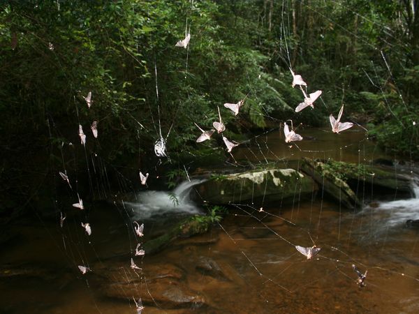 huge-spider-webs-caught-moths_26173_600x450.jpg