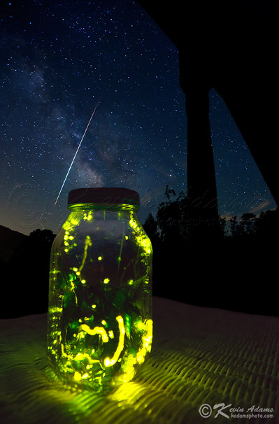 201010we_night_fireflies_jar-thumb-400x606-1350.jpg