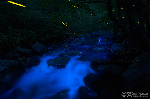 201010we_night_fireflies_smokies-thumb-504x335-1353.jpg