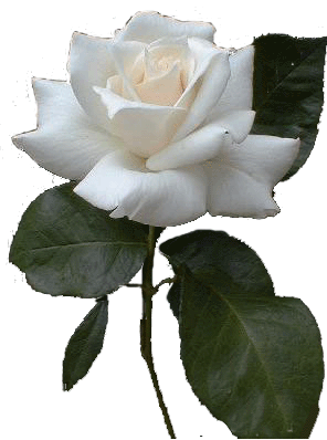 white-rose.gif