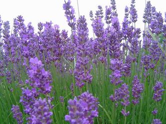 lavender.jpg