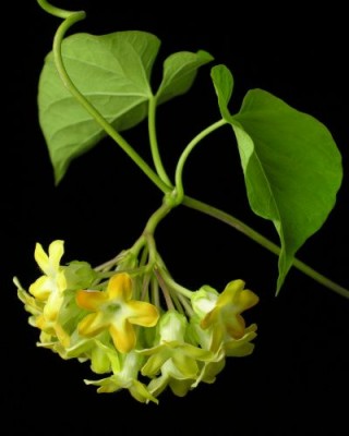 Thien ly2.jpg