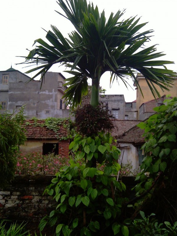 Nhà tôi