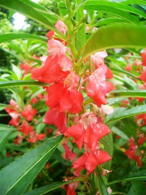 Phung Tien1.jpg