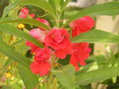Phung Tien.jpg