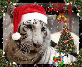 531625400_506776.gif