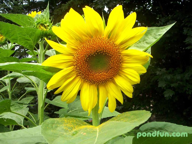 sunflower1024.jpg