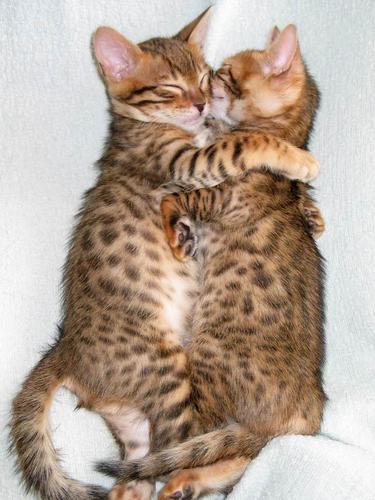 cats_hugging-1450.jpg