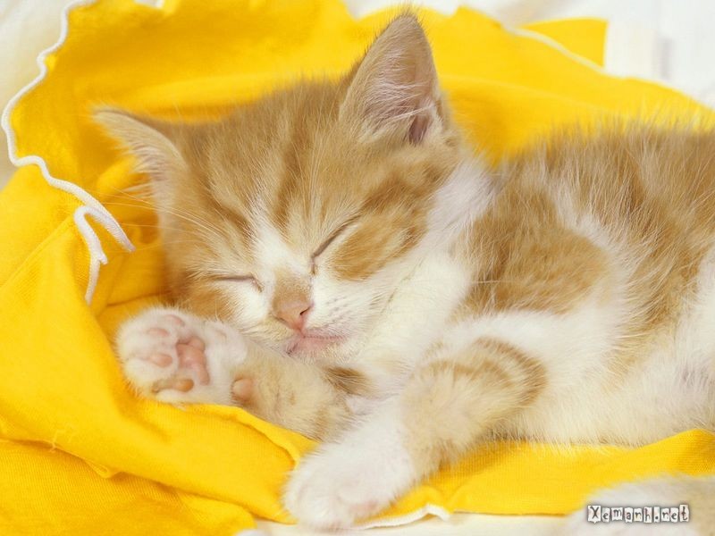 cats_55[1].jpg