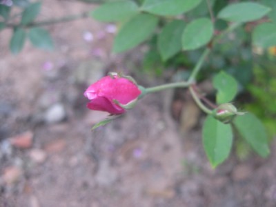 IMG_1616.jpg