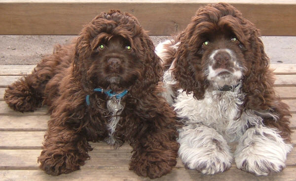 cocker-spaniels-sasha-chico.jpg