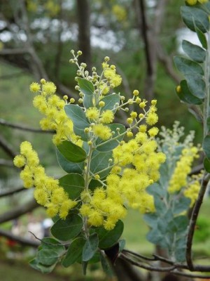 Mimosa1.JPG