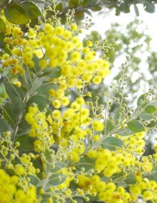 mimosa2.jpg