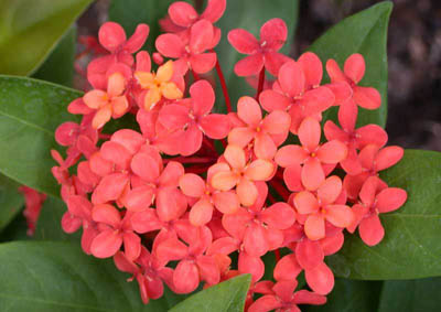 Mau don6.jpg