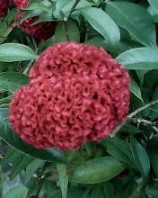 IMG0161A.jpg