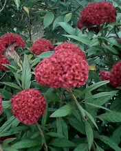 IMG0163A.jpg