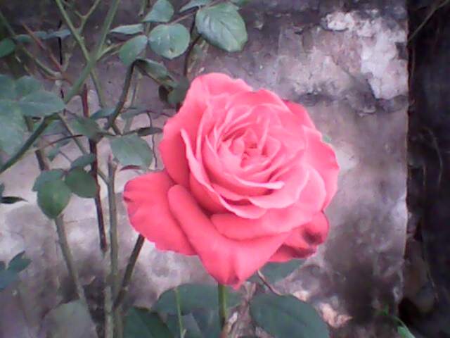 IMG0045B.jpg
