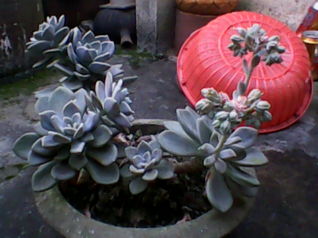 IMG0049A.jpg
