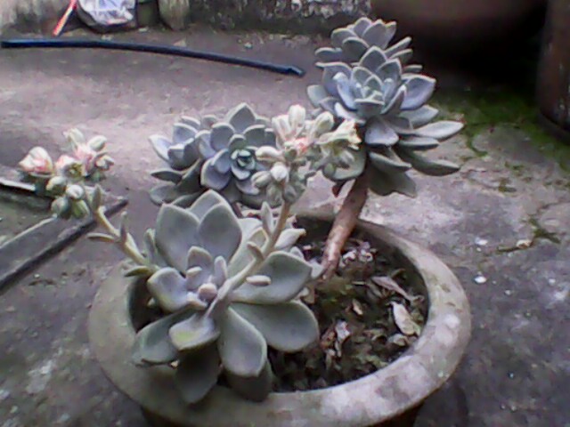 IMG0048A.jpg