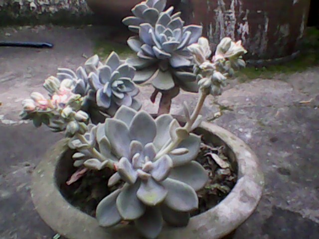 IMG0047A.jpg